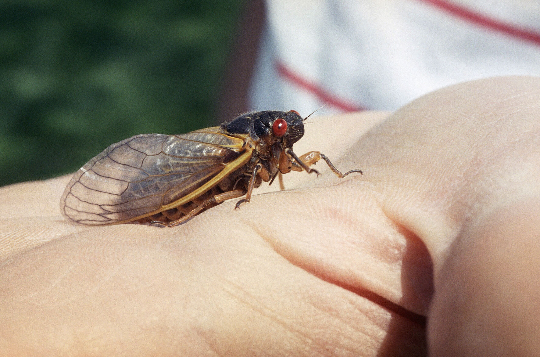 Food Eating Cicadas